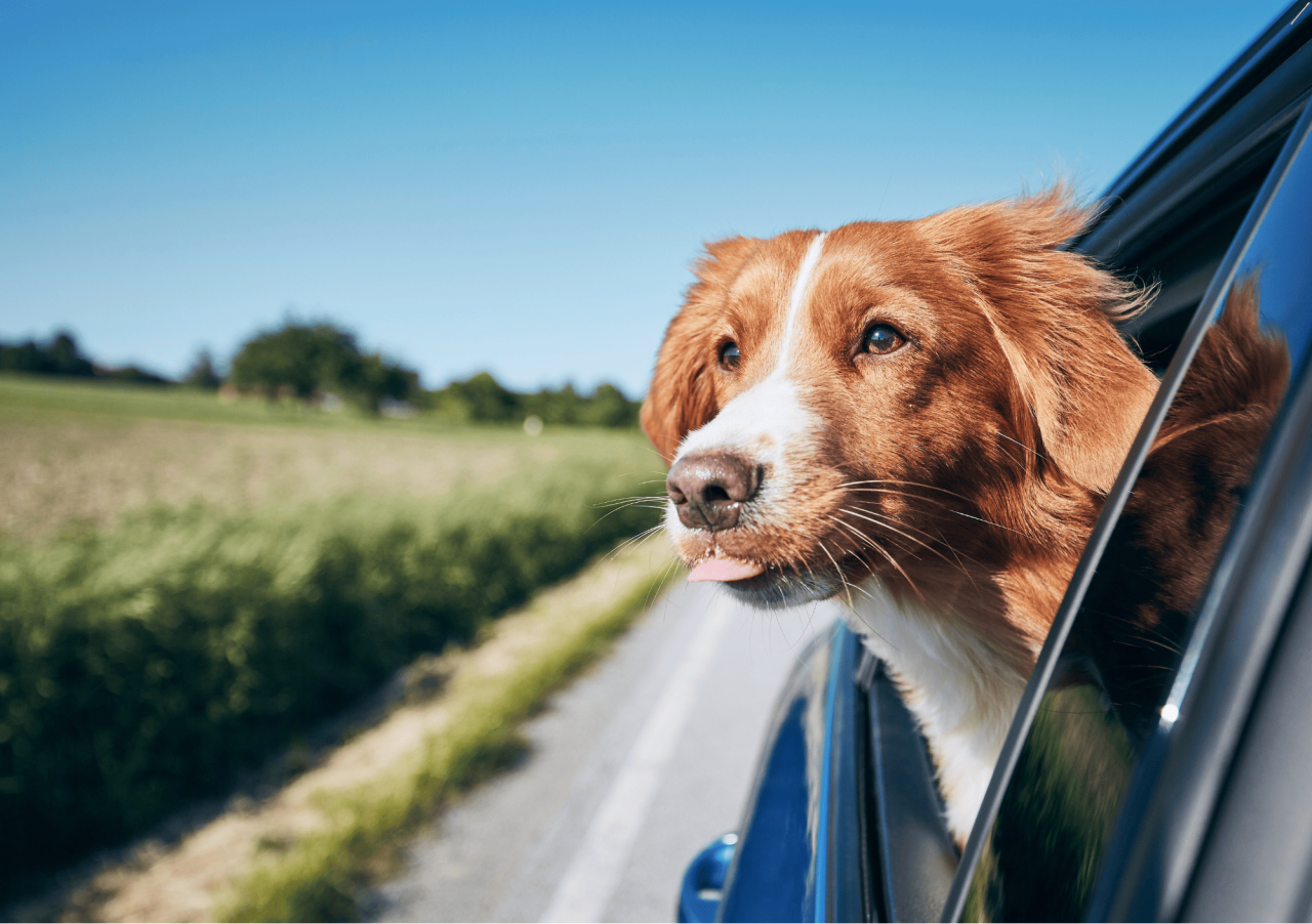 How To Safely Transport Pets In A Vehicle