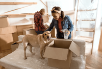 How To Safely Transport Pets In A Vehicle