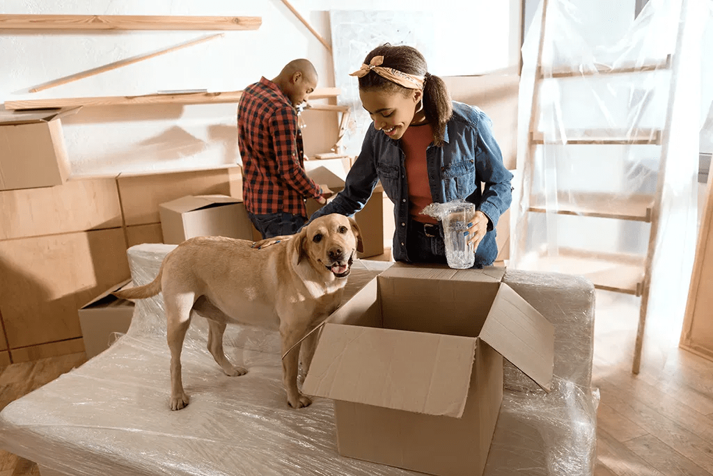 How To Safely Transport Pets In A Vehicle